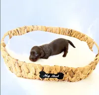 Dakota, a female Miniature Dachshund for sale in Davis, CA – 2 of 4