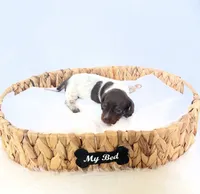 Cassie, a female Miniature Dachshund for sale in Davis, CA – 3 of 5