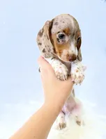 AKC Woody, a male Miniature Dachshund for sale in Davis, CA – 5 of 10