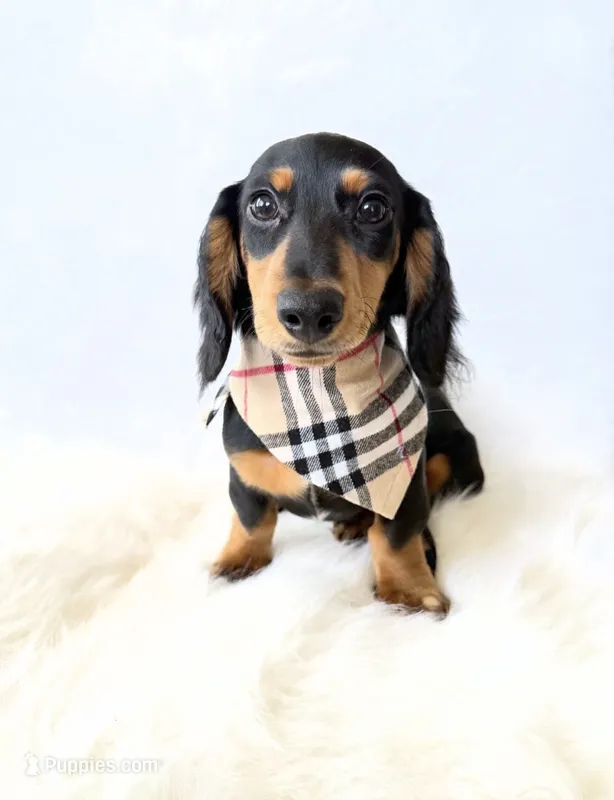 AKC Badger – Miniature Dachshund puppy for sale in Davis, CA