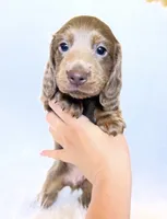 Scottie, a male Miniature Dachshund for sale in Davis, CA – 2 of 7