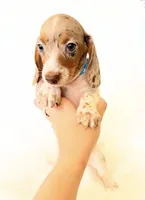 AKC Woody, a male Miniature Dachshund for sale in Davis, CA – 8 of 10