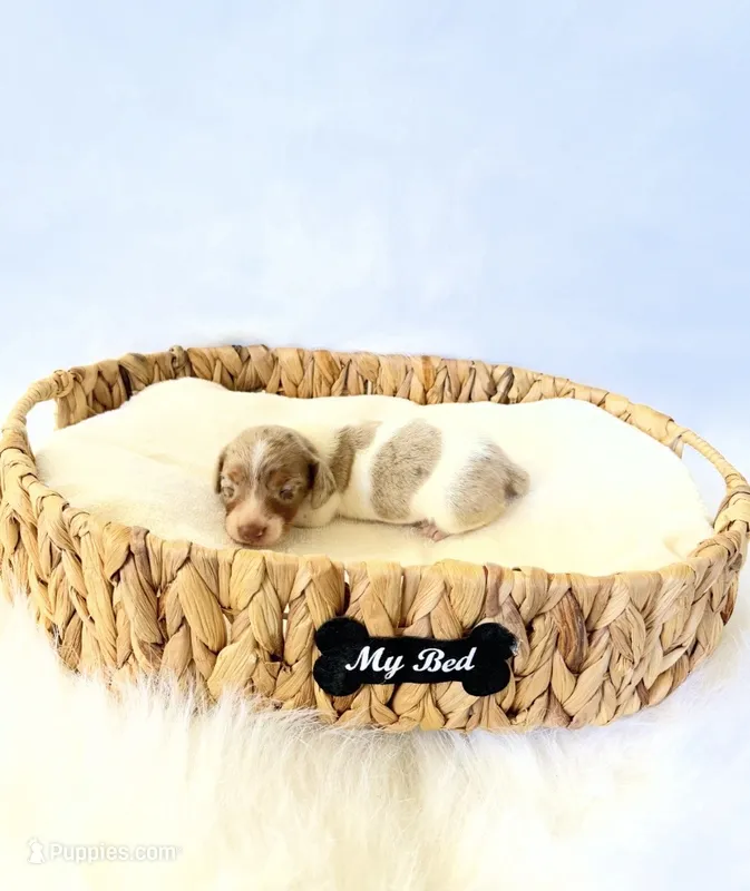 AKC Woody – Miniature Dachshund puppy for sale in Davis, CA