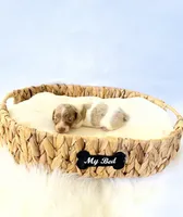 AKC Woody, a male Miniature Dachshund for sale in Davis, CA – 1 of 7