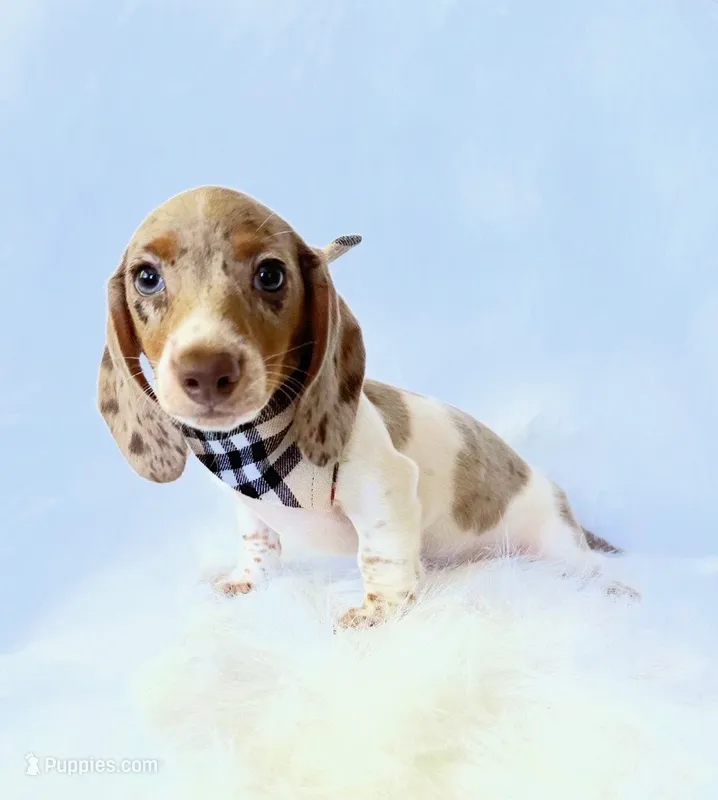 AKC Woody – Miniature Dachshund puppy for sale in Davis, CA