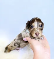 Jasper , a male Miniature Dachshund for sale in Davis, CA – 9 of 9