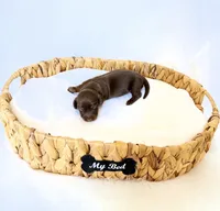Dakota, a female Miniature Dachshund for sale in Davis, CA – 4 of 4