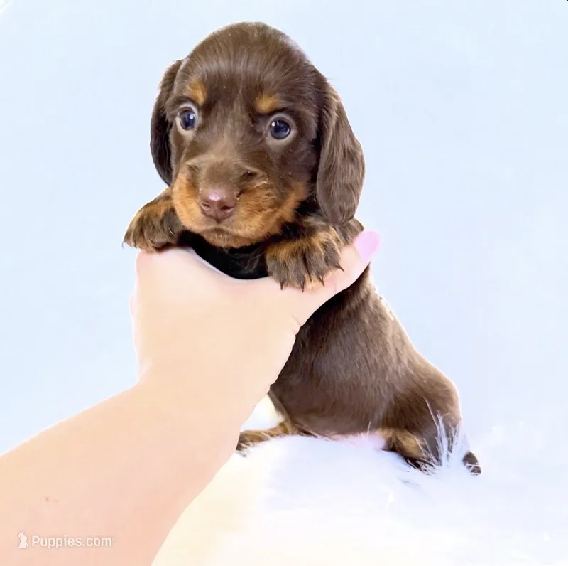 Dakota – Miniature Dachshund puppy for sale in Davis, CA