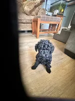 Barney, a male Poodle - Toy  for sale in Lake Nebagamon, WI – 3 of 3