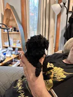 Barney, a male Poodle - Toy  for sale in Lake Nebagamon, WI – 2 of 3