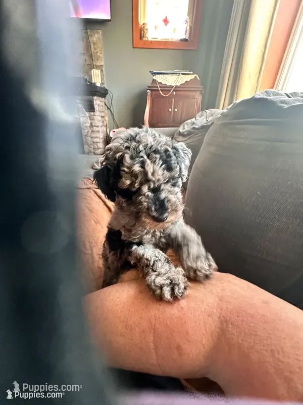 Arney – Poodle - Toy  puppy for sale in Lake Nebagamon, WI
