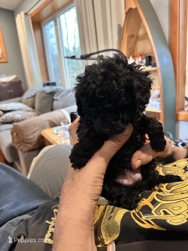 Barney – Poodle - Toy  puppy for sale in Lake Nebagamon, WI