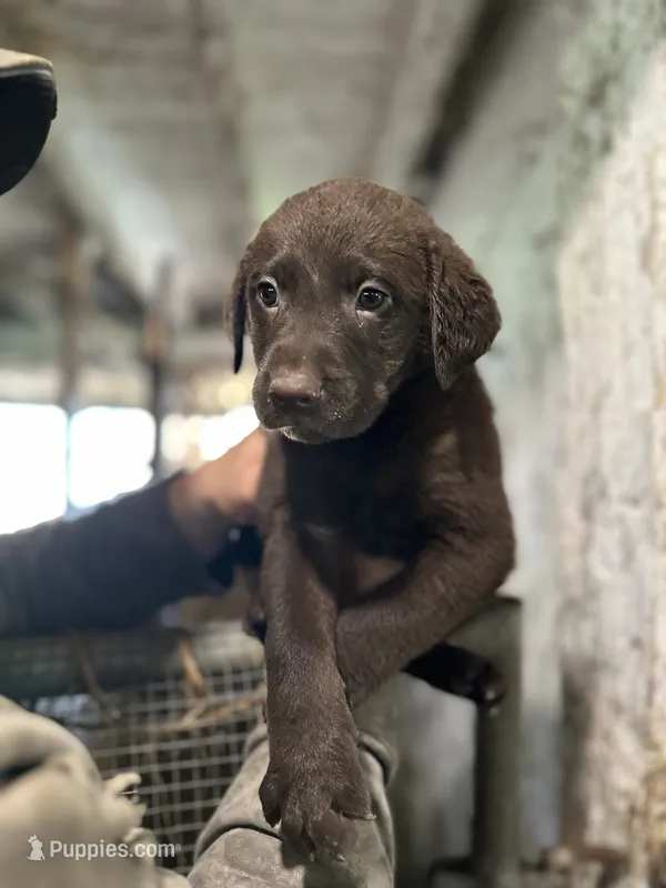 Diesel – Labrador Retriever puppy for sale in Fort Plain, NY