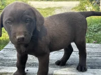Dale , a male Labrador Retriever for sale in Fort Plain, NY – 2 of 2