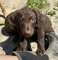 Gingerbread , a female Labrador Retriever for sale in Fort Plain, NY – 3 of 3