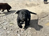 Danica, a male Labrador Retriever for sale in Fort Plain, NY – 1 of 2