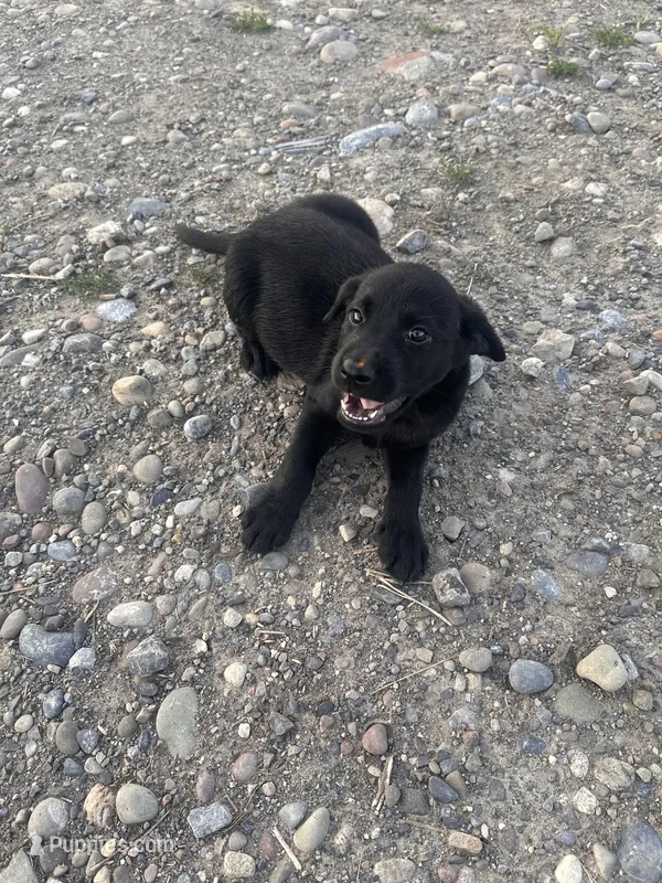 Chocolate Chip – Labrador Retriever puppy for sale in Fort Plain, NY