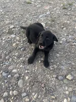 Chocolate Chip, a male Labrador Retriever for sale in Fort Plain, NY – 1 of 1