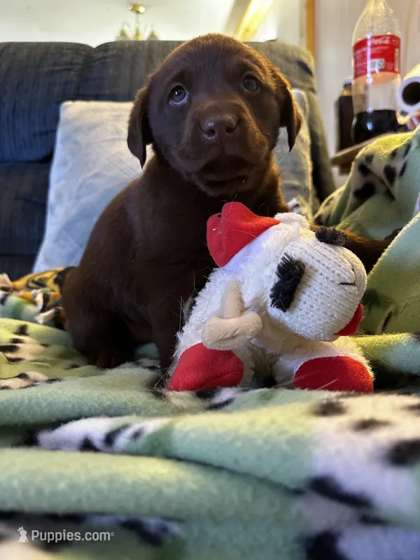 Dale  – Labrador Retriever puppy for sale in Fort Plain, NY