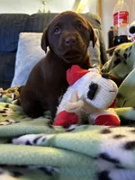 Dale , a male Labrador Retriever for sale in Fort Plain, NY – 1 of 2