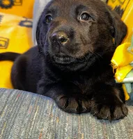 Dough, a female Labrador Retriever for sale in Fort Plain, NY – 2 of 2
