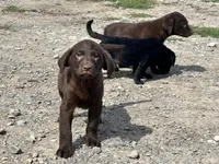 Diesel, a male Labrador Retriever for sale in Fort Plain, NY – 2 of 2