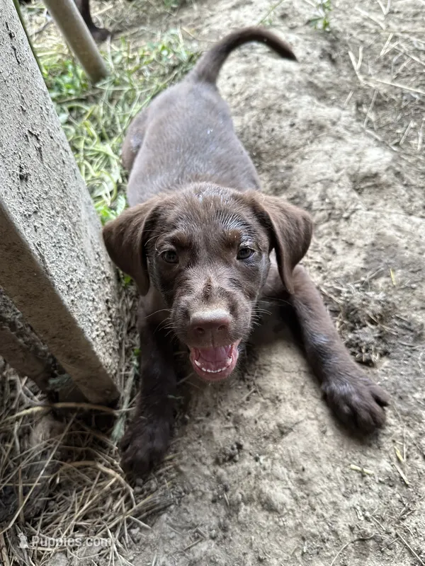 Gingerbread  – Labrador Retriever puppy for sale in Fort Plain, NY