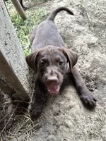 Gingerbread , a female Labrador Retriever for sale in Fort Plain, NY – 1 of 3