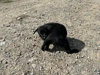 Darrel, a male Labrador Retriever for sale in Fort Plain, NY – 2 of 2