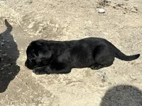 Danica, a male Labrador Retriever for sale in Fort Plain, NY – 2 of 2