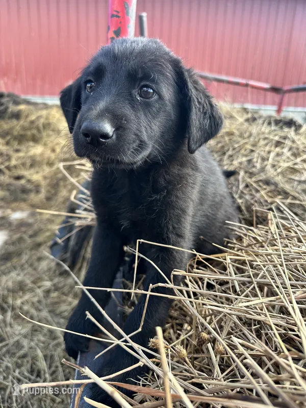 Alex Morgan – German Shepherd Dog, Labrador Retriever puppy for sale in Fort Plain, NY
