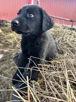 Alex Morgan, a female German Shepherd Dog and Labrador Retriever for sale in Fort Plain, NY – 2 of 2