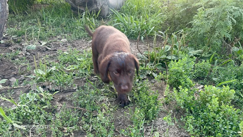 Snickerdoodle  – Labrador Retriever puppy for sale in Fort Plain, NY
