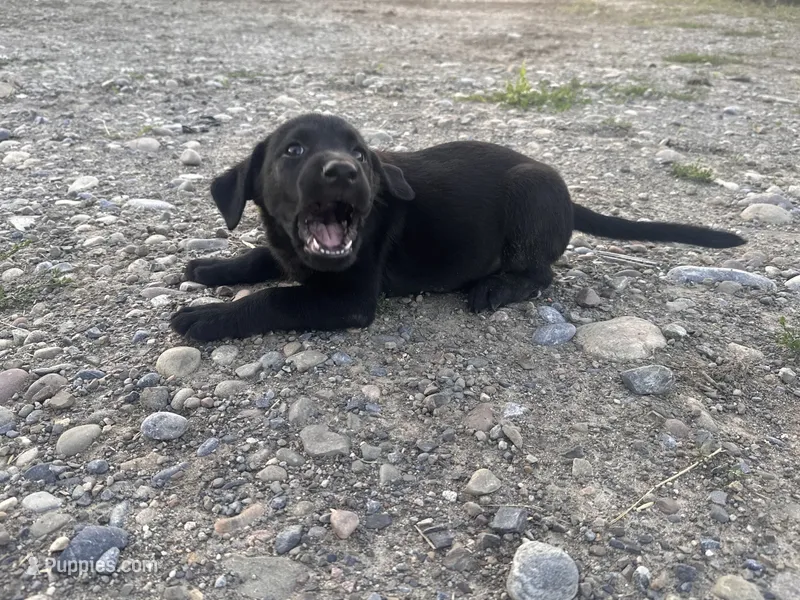 Billy Bob – Labrador Retriever puppy for sale in Fort Plain, NY