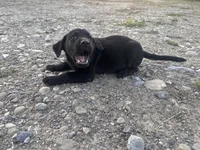 Billy Bob, a male Labrador Retriever for sale in Fort Plain, NY – 1 of 1