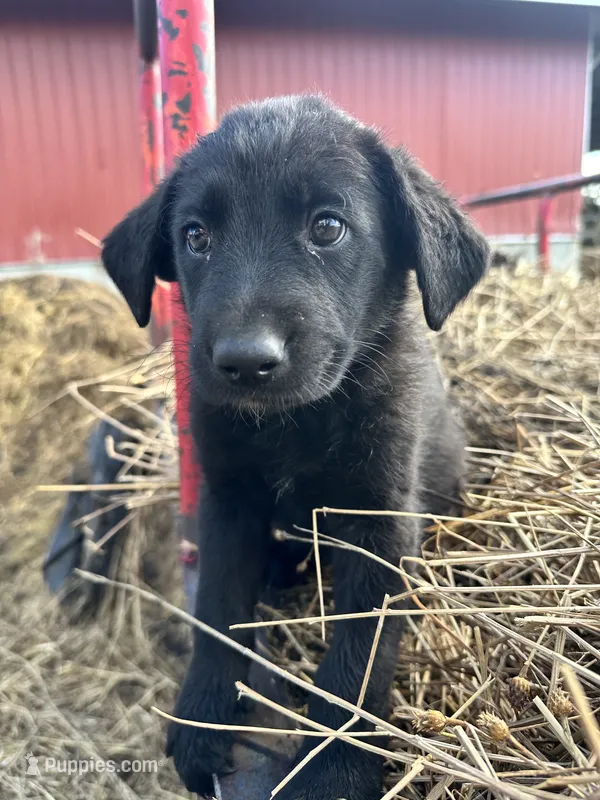 Harry Kane – German Shepherd Dog, Labrador Retriever puppy for sale in Fort Plain, NY