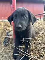 Harry Kane, a male German Shepherd Dog and Labrador Retriever for sale in Fort Plain, NY – 1 of 2