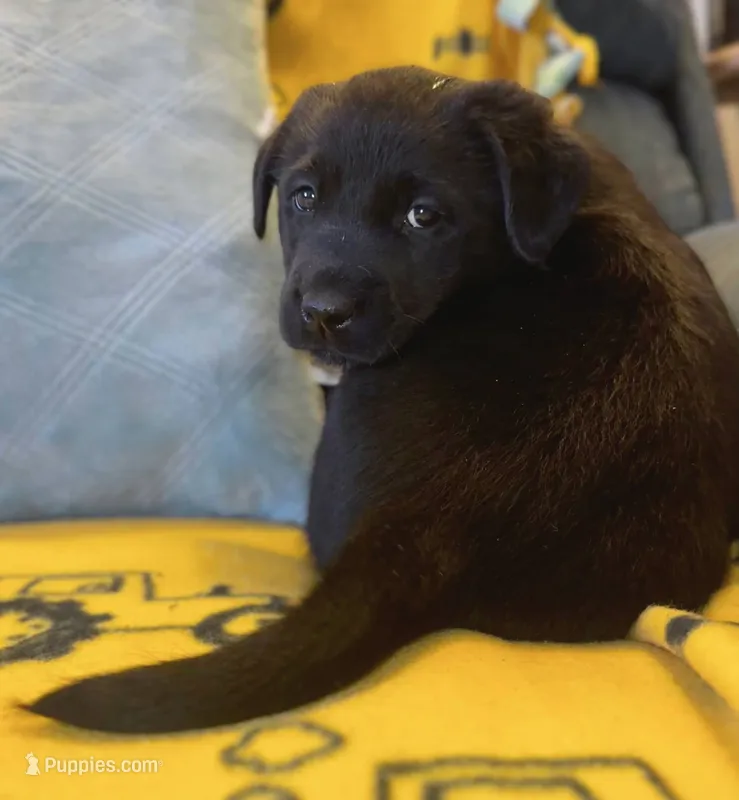 Dough – Labrador Retriever puppy for sale in Fort Plain, NY