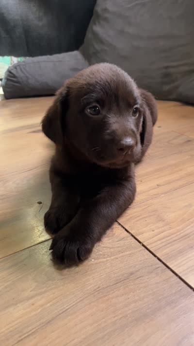Denny, a male Labrador Retriever for sale in Fort Plain, NY – 3 of 3