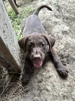 Danica, a female Labrador Retriever for sale in Fort Plain, NY – 2 of 2
