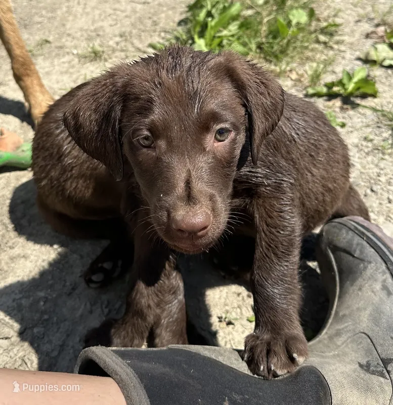 Danica – Labrador Retriever puppy for sale in Fort Plain, NY