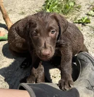 Danica, a female Labrador Retriever for sale in Fort Plain, NY – 1 of 2