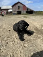 Darrel, a male Labrador Retriever for sale in Fort Plain, NY – 1 of 2