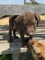 Gingerbread , a female Labrador Retriever for sale in Fort Plain, NY – 2 of 3