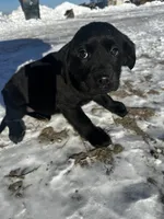 Thomas Jefferson, a male Labrador Retriever for sale in Fort Plain, NY – Photo 1 of 2