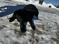 Thomas Jefferson, a male Labrador Retriever for sale in Fort Plain, NY – Photo 2 of 2