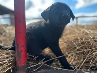 Harry Kane, a male German Shepherd Dog and Labrador Retriever for sale in Fort Plain, NY – 2 of 2