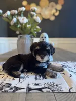 Jolene , a female Miniature Schnauzer for sale in Spanish Fort, AL – 2 of 5