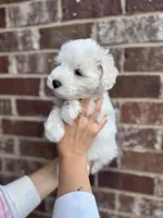 Carl Dean, a male Miniature Schnauzer for sale in Spanish Fort, AL – 3 of 3