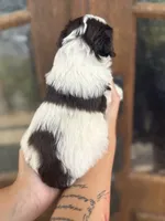 Elena , a female Miniature Schnauzer for sale in Spanish Fort, AL – 2 of 4